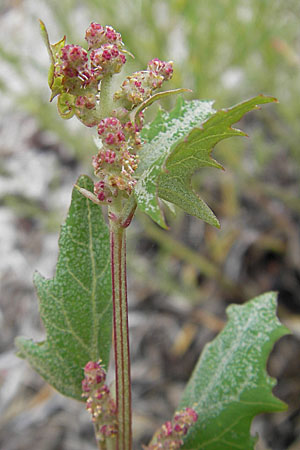 Atriplex prostrata \ Spie-Melde, Spieblttrige Melde, DK Insel Bog 4.8.2009