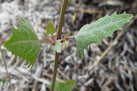 Atriplex prostrata \ Spie-Melde, Spieblttrige Melde, DK Insel Bog 4.8.2009