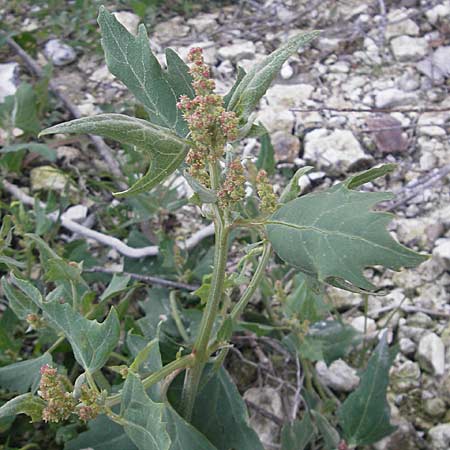 Atriplex prostrata \ Spie-Melde, Spieblttrige Melde / Spear-Leaved Orache, DK Insel/island Mn 4.8.2009