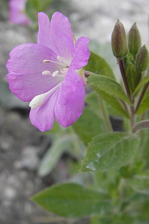 Epilobium hirsutum \ Zottiges Weidenrschen / Great Willowherb, DK Insel/island Mn 4.8.2009