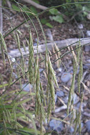 Bromus ramosus \ Hohe Wald-Trespe / Wild Oat, DK Insel/island Mn 4.8.2009