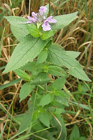 Stachys palustris \ Sumpf-Ziest / Marsh Woundwort, DK Insel/island Bog 4.8.2009