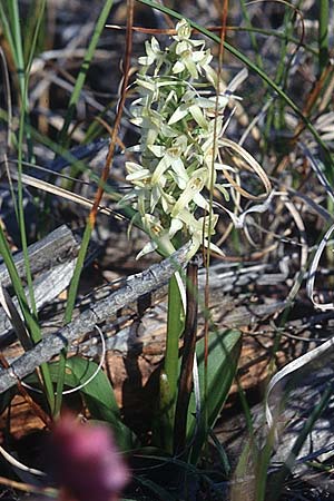 Platanthera bifolia subsp. bifolia / Lesser Butterfly Orchid, DK  Skagen 25.7.1996 