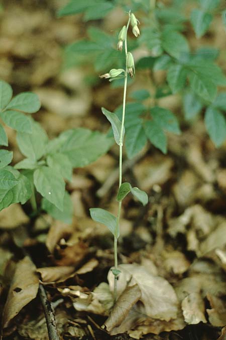 Epipactis phyllanthes / Green-flowered Helleborine (confusa), DK  Teglvärksskov 1.8.2001 