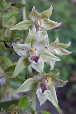 Epipactis leptochila subsp. leptochila \ Schmalblättrige Ständelwurz / Narrow-lipped Helleborine, DK  Insel/island Mön 4.8.2009 