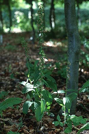 Epipactis helleborine \ Breitblättrige Ständelwurz, DK  Arhus 7.8.1998 