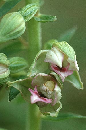 Epipactis renzii \ Renz' Ständelwurz / Renz' Helleborine, DK  Skagen 2.8.2001 