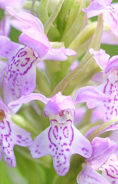 Dactylorhiza baltica / Baltic Orchid, Estonia,  Häädemeste Valt 17.6.2011 (Photo: Helmut Presser)