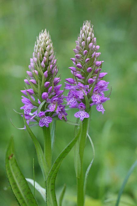 Dactylorhiza baltica \ Baltische Fingerwurz, Baltisches Knabenkraut / Baltic Orchid, Estland/Estonia,  Saaremaa, Tammuna 15.6.2011 (Photo: Helmut Presser)