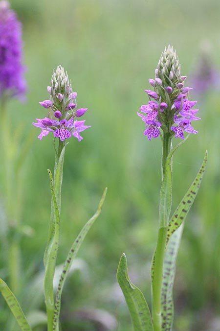 Dactylorhiza baltica / Baltic Orchid, Estonia,  Saaremaa, Tammuna 15.6.2011 (Photo: Helmut Presser)