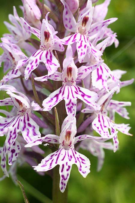 Dactylorhiza fuchsii / Common Spotted Orchid, Estonia,  Saaremaa, Tammuna 15.6.2011 (Photo: Helmut Presser)