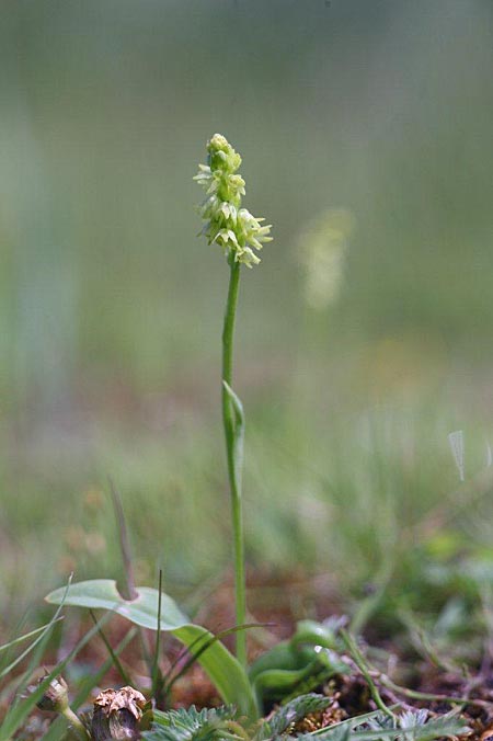 Herminium monorchis \ Einknolle, Honigorchis, Estland,  Haapsalu 17.6.2011 (Photo: Helmut Presser)