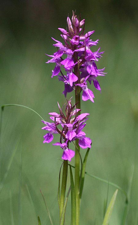 Dactylorhiza osiliensis / Saaremaa Orchid, Estonia,  Saaremaa, Lümanda Vald 14.6.2011 (Photo: Helmut Presser)