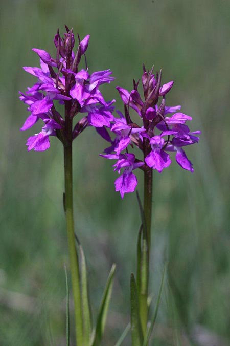 Dactylorhiza osiliensis / Saaremaa Orchid, Estonia,  Saaremaa, Lümanda Vald 14.6.2011 (Photo: Helmut Presser)