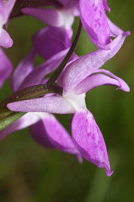 [click] Dactylorhiza osiliensis, Estland/Estonia,  Saaremaa, Lümanda Vald 14.6.2011 (Photo: Helmut Presser)