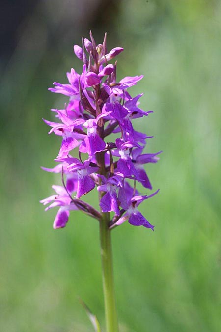 Dactylorhiza osiliensis / Saaremaa Orchid, Estonia,  Saaremaa, Lümanda Vald 14.6.2011 (Photo: Helmut Presser)