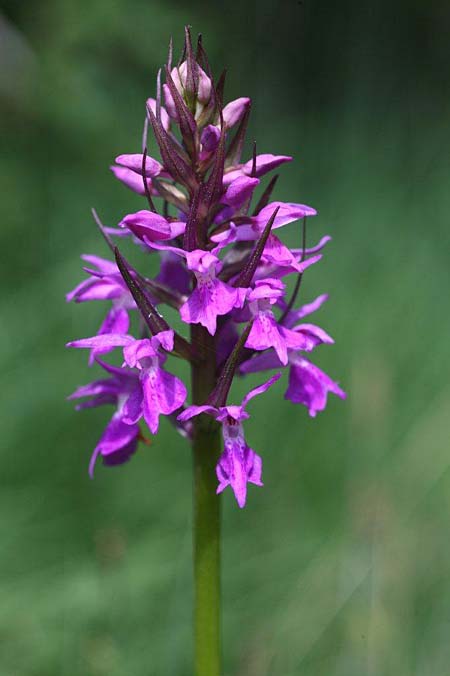 Dactylorhiza osiliensis \ Saaremaa-Fingerwurz, Saaremaa-Knabenkraut / Saaremaa Orchid, Estland/Estonia,  Saaremaa, Lümanda Vald 14.6.2011 (Photo: Helmut Presser)