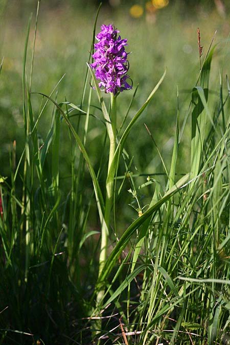 Dactylorhiza vironii \ Estnische Fingerwurz, Estnisches Knabenkraut / Estonian Orchid, Estland/Estonia,  Vitsu 16.6.2011 (Photo: Helmut Presser)