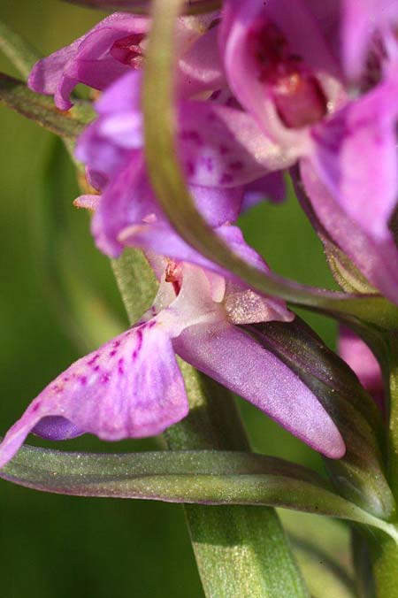 Dactylorhiza vironii \ Estnische Fingerwurz, Estnisches Knabenkraut / Estonian Orchid, Estland/Estonia,  Vitsu 16.6.2011 (Photo: Helmut Presser)