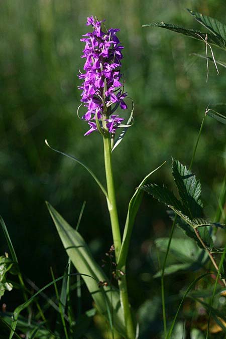 Dactylorhiza vironii \ Estnische Fingerwurz, Estnisches Knabenkraut / Estonian Orchid, Estland/Estonia,  Vitsu 16.6.2011 (Photo: Helmut Presser)