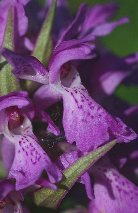 Dactylorhiza vironii \ Estnische Fingerwurz, Estnisches Knabenkraut / Estonian Orchid, Estland/Estonia,  Vitsu 16.6.2011 (Photo: Helmut Presser)