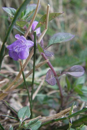 Clinopodium alpinum \ Alpen-Steinquendel, Alpen-Bergminze, E Pyrenäen, Caldes de Boi 16.8.2006