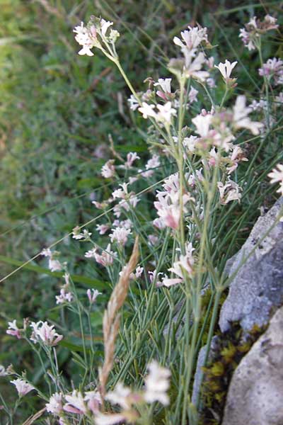 Asperula aristata \ Grannen-Meister, E Picos de Europa, Covadonga 7.8.2012