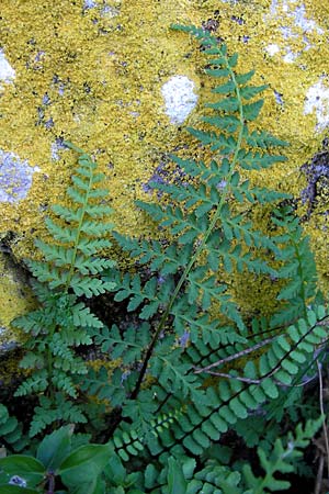 Asplenium adiantum-nigrum \ Schwarzer Streifenfarn / Black Spleenwort, E Picos de Europa, Covadonga 7.8.2012