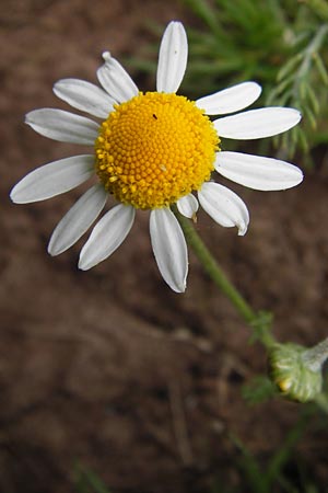 Anthemis arvensis ? \ Acker-Hundskamille / Corn Chamomile, E Picos de Europa, Carrea 11.8.2012