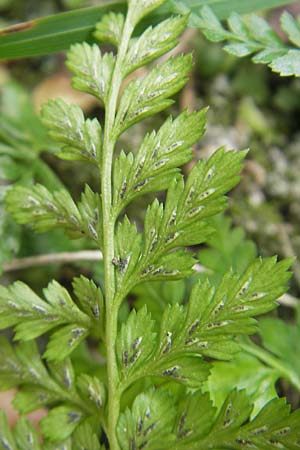 Asplenium onopteris \ Spitzer Streifenfarn / Irish Spleenwort, E San Sebastian 15.8.2011