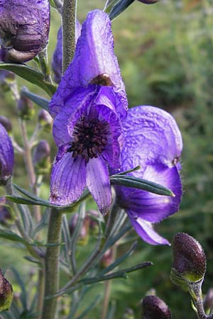 Aconitum napellus subsp. napellus \ Gewhnlicher Blauer Eisenhut, E Picos de Europa, Covadonga 7.8.2012