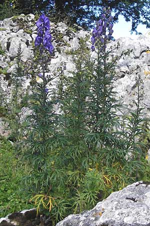 Aconitum napellus subsp. napellus \ Gewhnlicher Blauer Eisenhut / Monk's-Hood, E Picos de Europa, Covadonga 7.8.2012