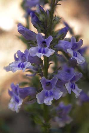 Anarrhinum bellidifolium \ Lochschlund / Daisy-Leaved Toadflax, E Picos de Europa, Potes 15.8.2012