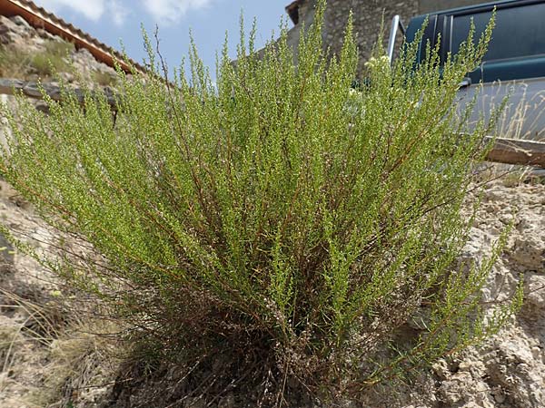 Artemisia campestris \ Feld-Beifu, E Pyrenäen, Cadi, Fornols 7.8.2018