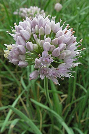 Allium senescens subsp. montanum \ Berg-Lauch / Mountain Garlic, German Garlic, E Pyrenäen/Pyrenees, Durro in Boi - Tal / Valley 16.8.2006