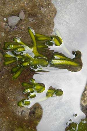 Codium fragile \ Grner Leuchter, Finger-Alge / Dead Man's Fingers, Green Sea Fingers, E Zumaia 16.8.2011