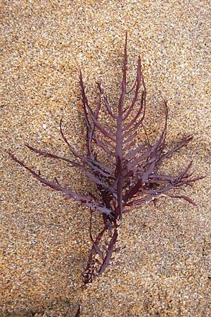 Rhodophytina specC ? / Red Alga, E Lekeitio 5.8.2012