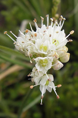 Allium ericetorum \ Gelblichweier Lauch / Heath Garlic, E Asturien/Asturia Ribadesella 10.8.2012