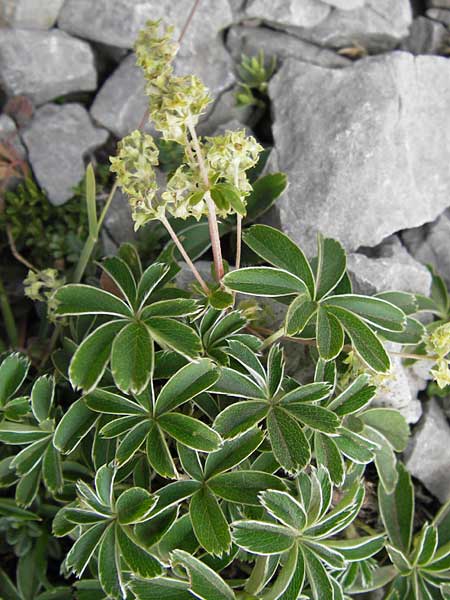 Alchemilla alpigena \ Gefalteter Alpen-Frauenmantel, E Picos de Europa, Fuente De 14.8.2012