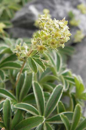 Alchemilla alpigena \ Gefalteter Alpen-Frauenmantel / Alpine Lady's Mantle, E Picos de Europa, Fuente De 14.8.2012