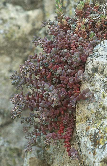 Sedum dasyphyllum \ Dickblttriger Mauerpfeffer, E Albarracin 26.5.2004