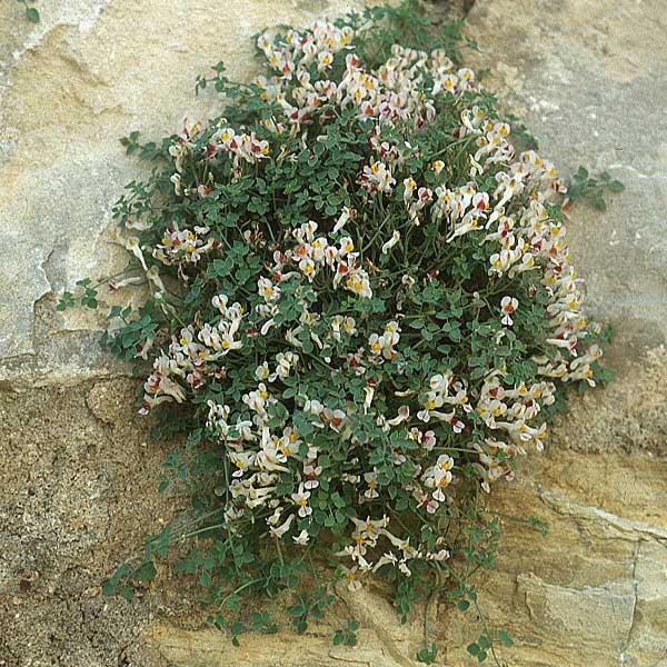 Sarcocapnos enneaphylla \ Neunblttriger Dicksporn / Nine-Leaved Sarcocapnos, E Albarracin 26.5.2004