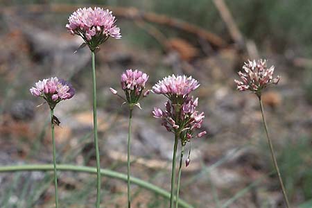 Allium roseum \ Rosen-Lauch / Rosy Garlic, E Coin 20.4.1999