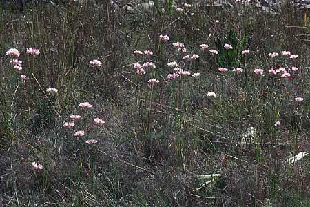 Allium roseum \ Rosen-Lauch / Rosy Garlic, E Prov.  Alicante, Xabia 27.3.2001