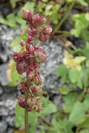 Rumex scutatus \ Schild-Ampfer, E Pyrenäen, Caldes de Boi 18.8.2006