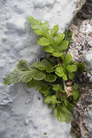 Asplenium marinum \ Klippen-Streifenfarn, Kstenfarn / Sea Spleenwort, E Bermeo 17.8.2011