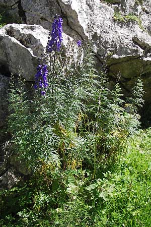 Aconitum napellus subsp. napellus \ Gewhnlicher Blauer Eisenhut / Monk's-Hood, E Picos de Europa, Covadonga 7.8.2012