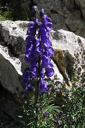 Aconitum napellus subsp. napellus \ Gewhnlicher Blauer Eisenhut / Monk's-Hood, E Picos de Europa, Covadonga 7.8.2012