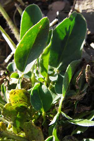 Anthyllis vulneraria subsp. boscii \ Pyrenäen-Wundklee / Pyrenean Kidney Vetch, E Picos de Europa, Cain 9.8.2012