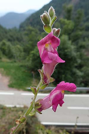 Antirrhinum majus \ Groes Lwenmaul / Snapdragon, E Pyrenäen/Pyrenees, Castellar de N'Hug 5.8.2018